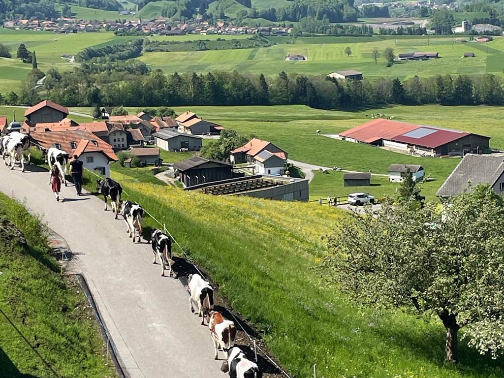 Vue sur la vallée et Poya: montée à l'alpage