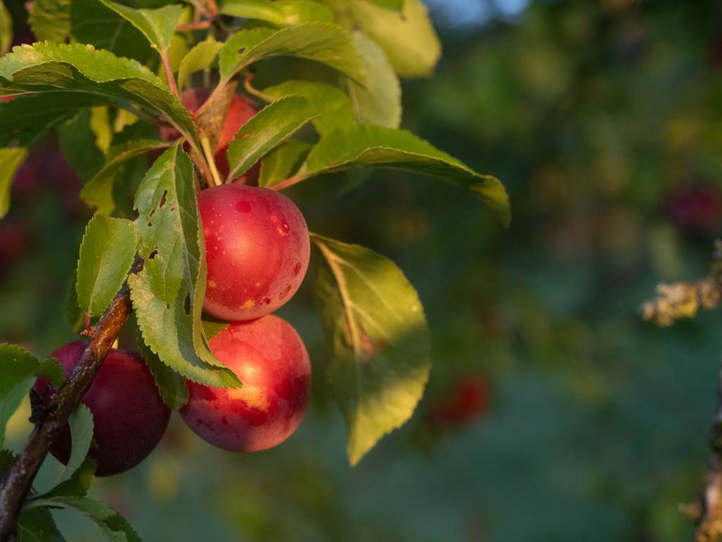 09 Jardin.- MSA_0684_