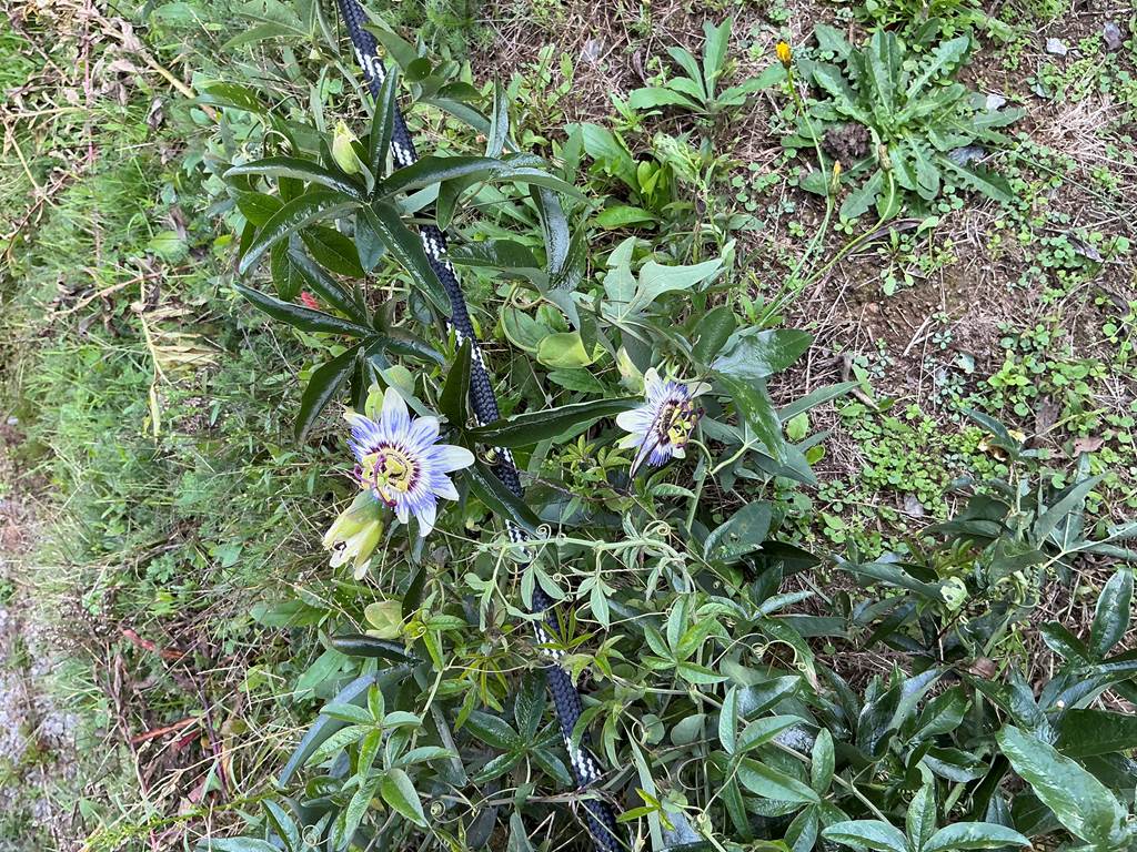 Passiflore