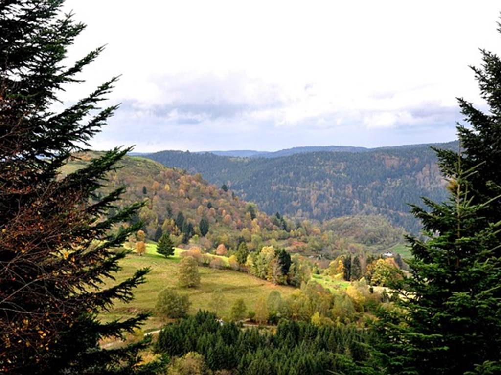 fall-1051300_640