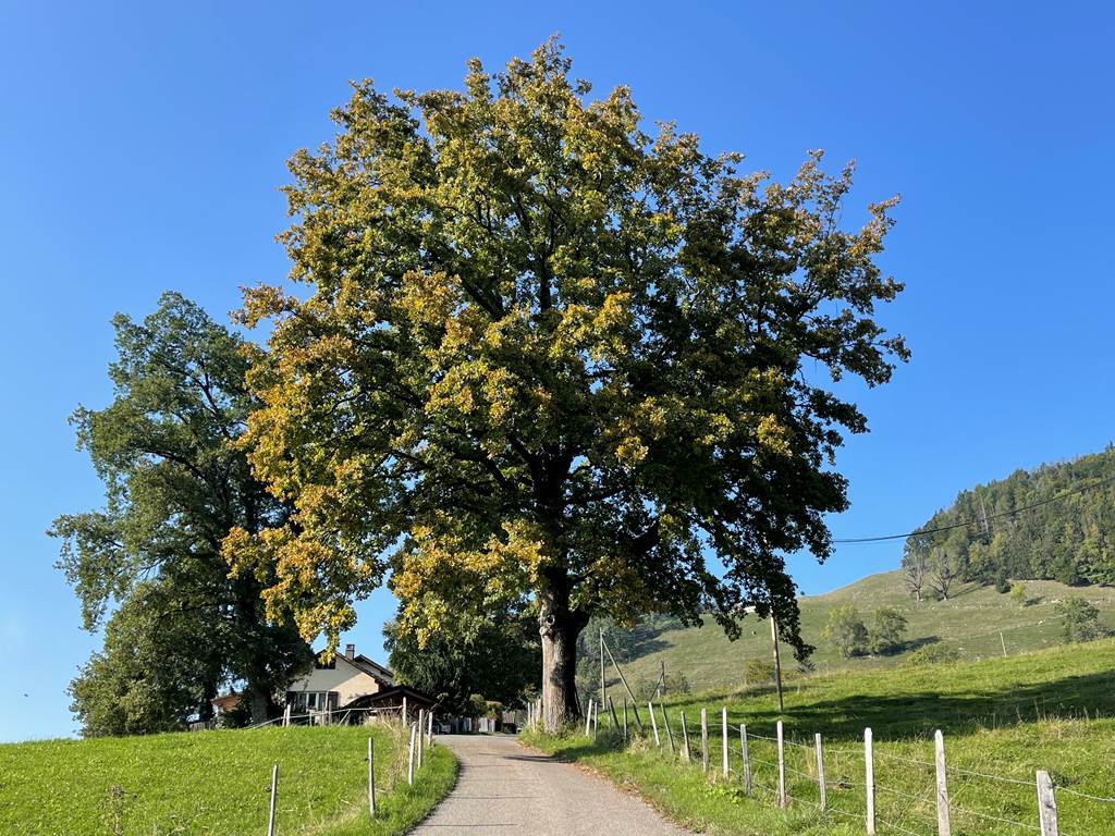 Chêne debut d'automne