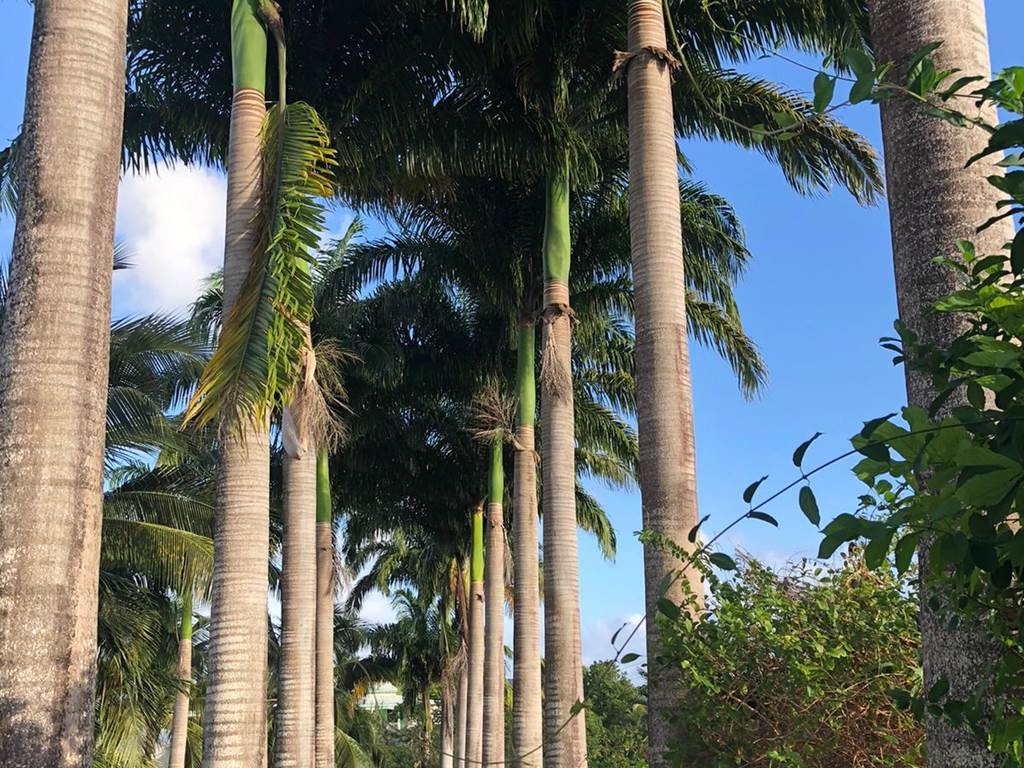 Allee-des-palmiers-royaux-jardin-tropical-depaysement-l-or-des-caraibes