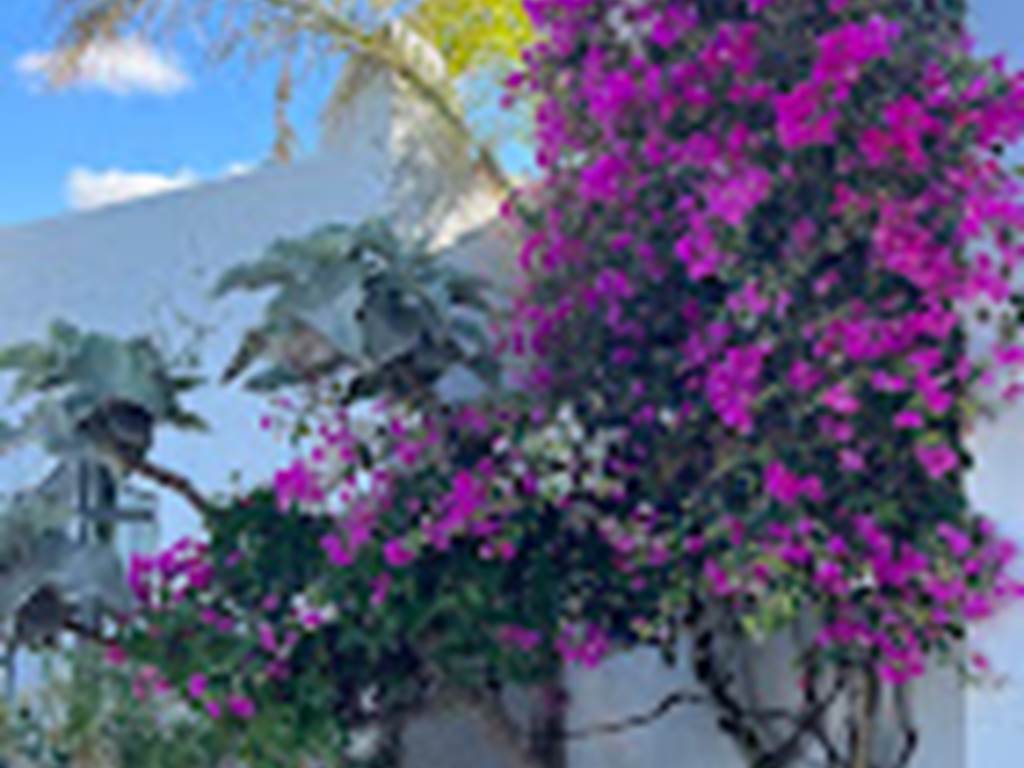 le jardin