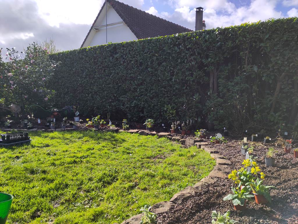 Le jardin - Nouvelles plantations