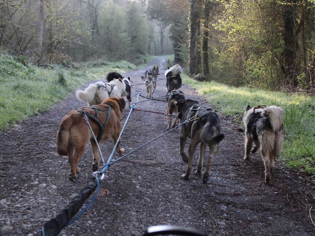 Sortie cani-kart avec les chiens de traineau