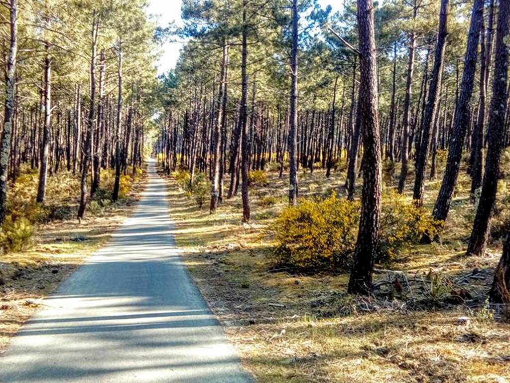piste cyclable-Bassin d'Arcachon