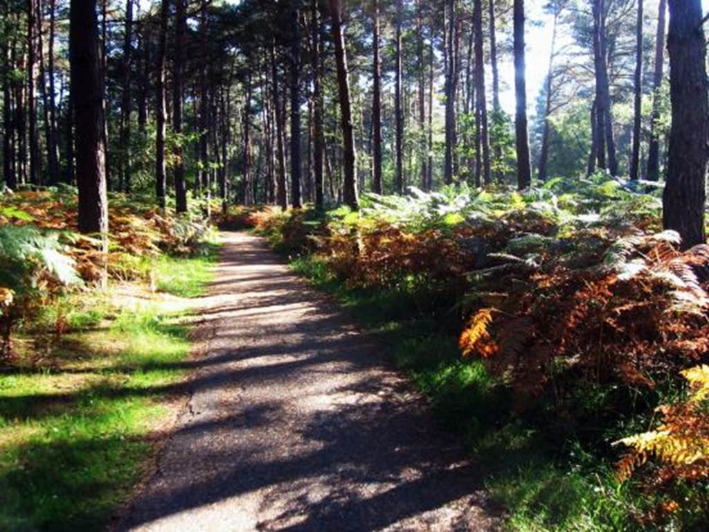 Location-pres-de-la-foret-de-Chevreuse