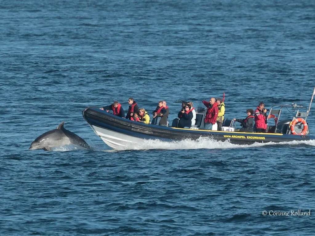 Au départ du Conquet à 15 minutes des Chalets de Kerescar, des excursions en mer d’Iroise permettent d’admirer les dauphins