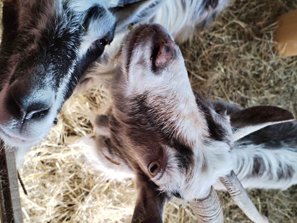 ferme - chèvres des fossés