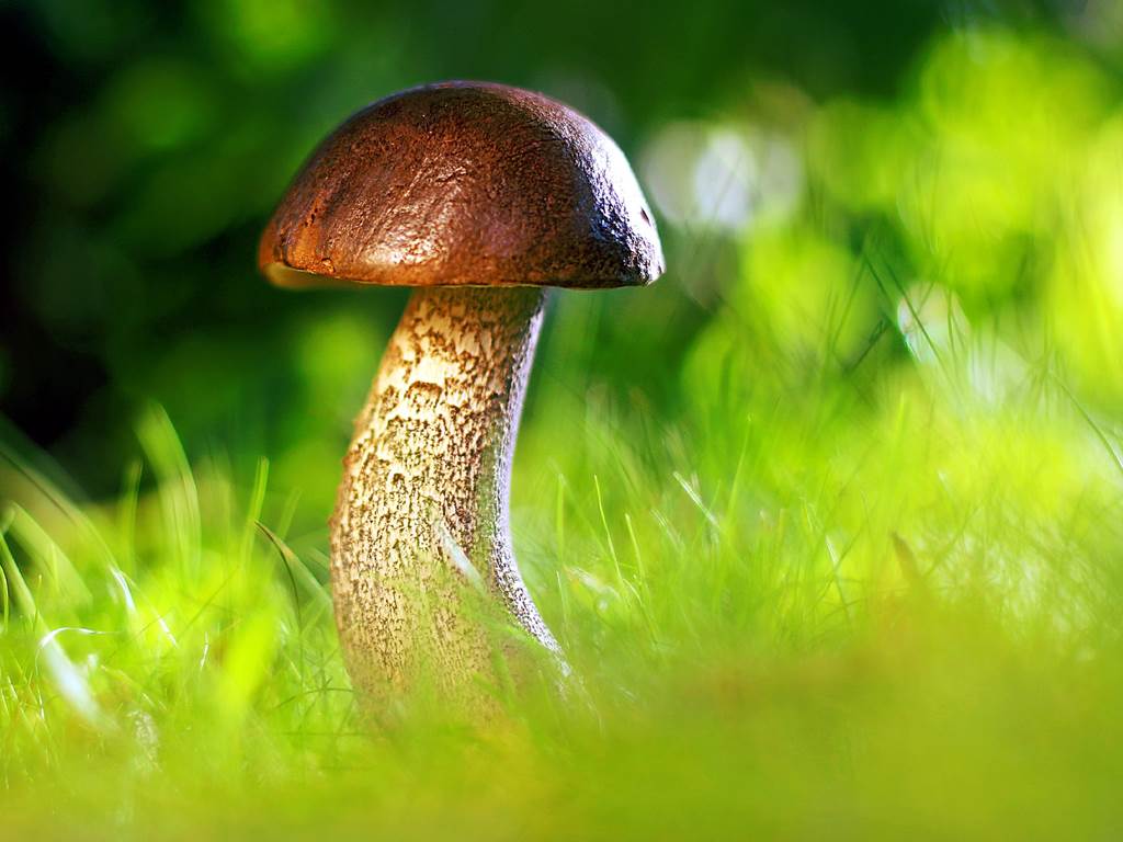 mushroom-g76e94e06d_1920