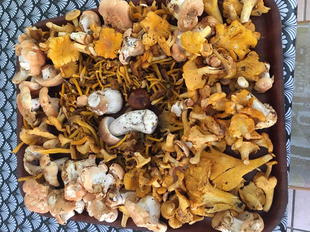 Champignons du village
