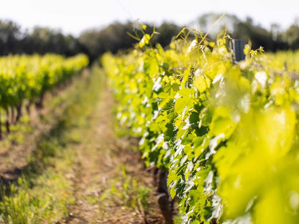 RoutedesVins-DomaineduBlavet-©LeaGil.9