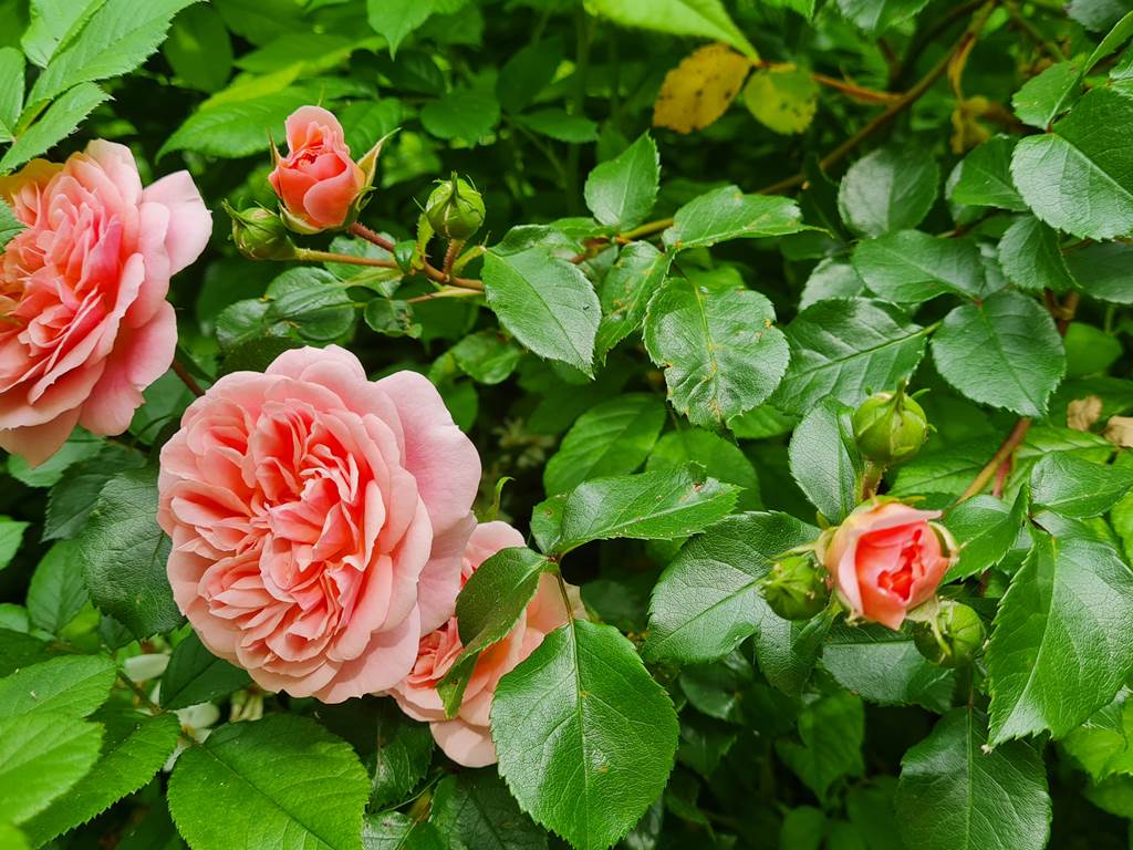 rose saumonee