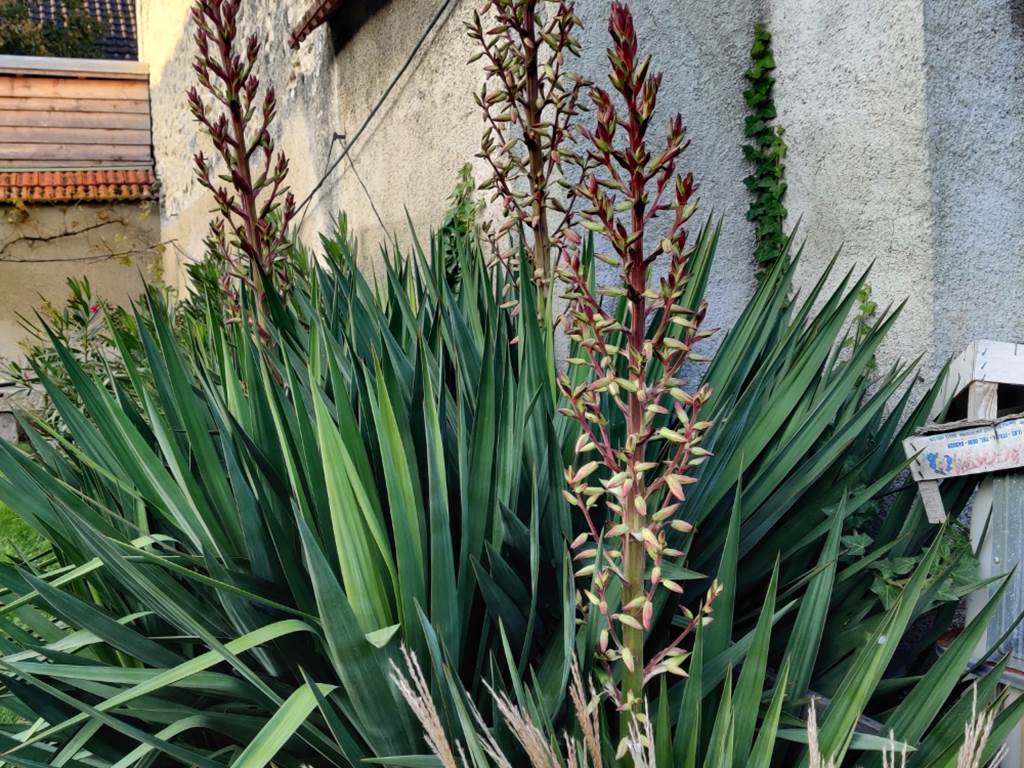 Yucca début floraison 18102025