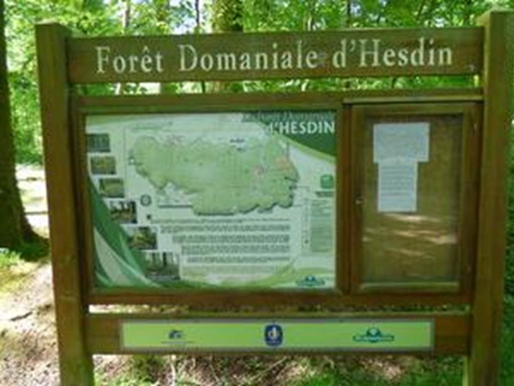 Au cœur du Pas-de-Calais, la forêt d’Hesdin offre un cadre préservé pour un séjour ressourçant dans notre gîte rural des Hauts-de-France.