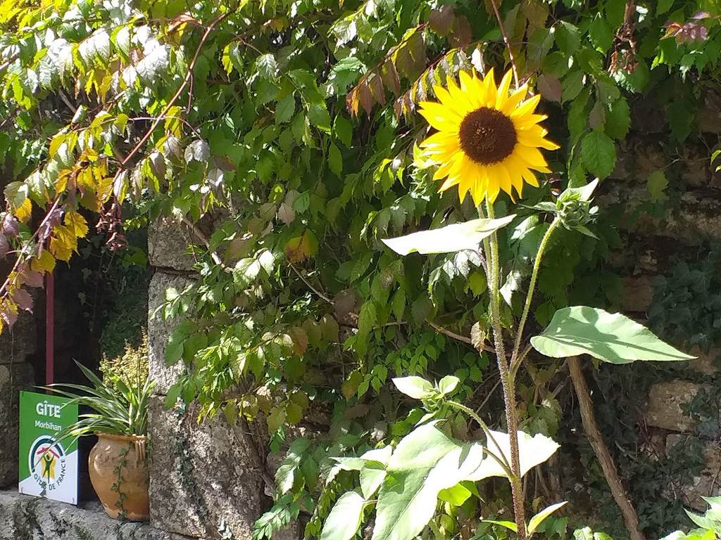 Pierres et végétation au Gîte