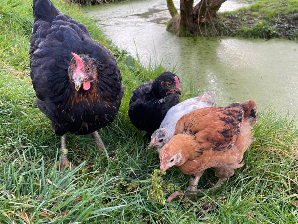 Les nouveaux piafs!
