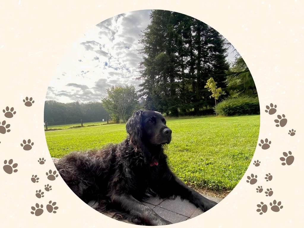 Dog friendly - la demoiselle ô bois