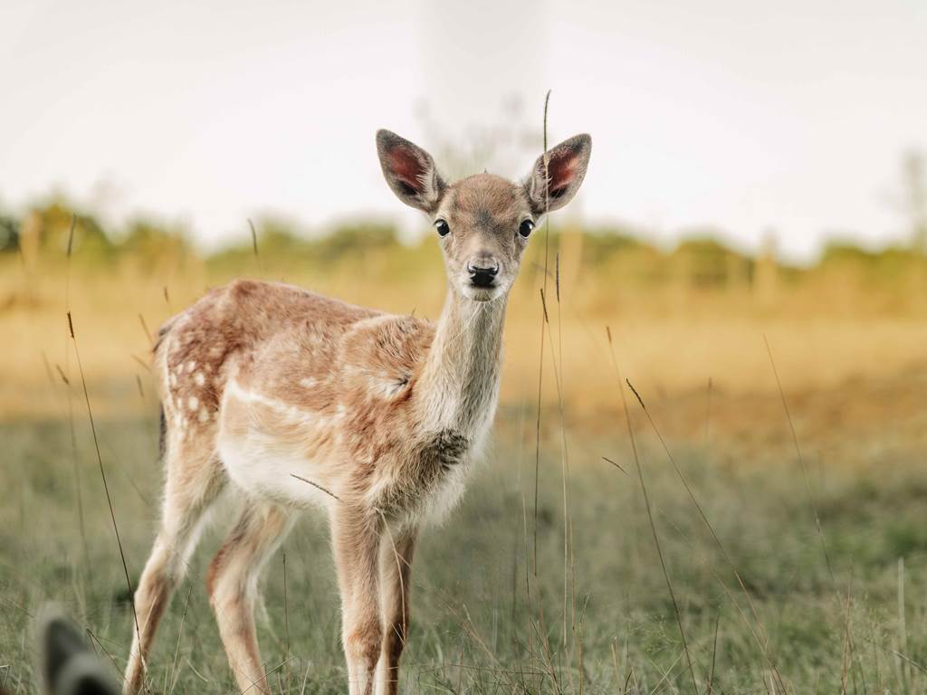 une belle naissance ferme trencalli