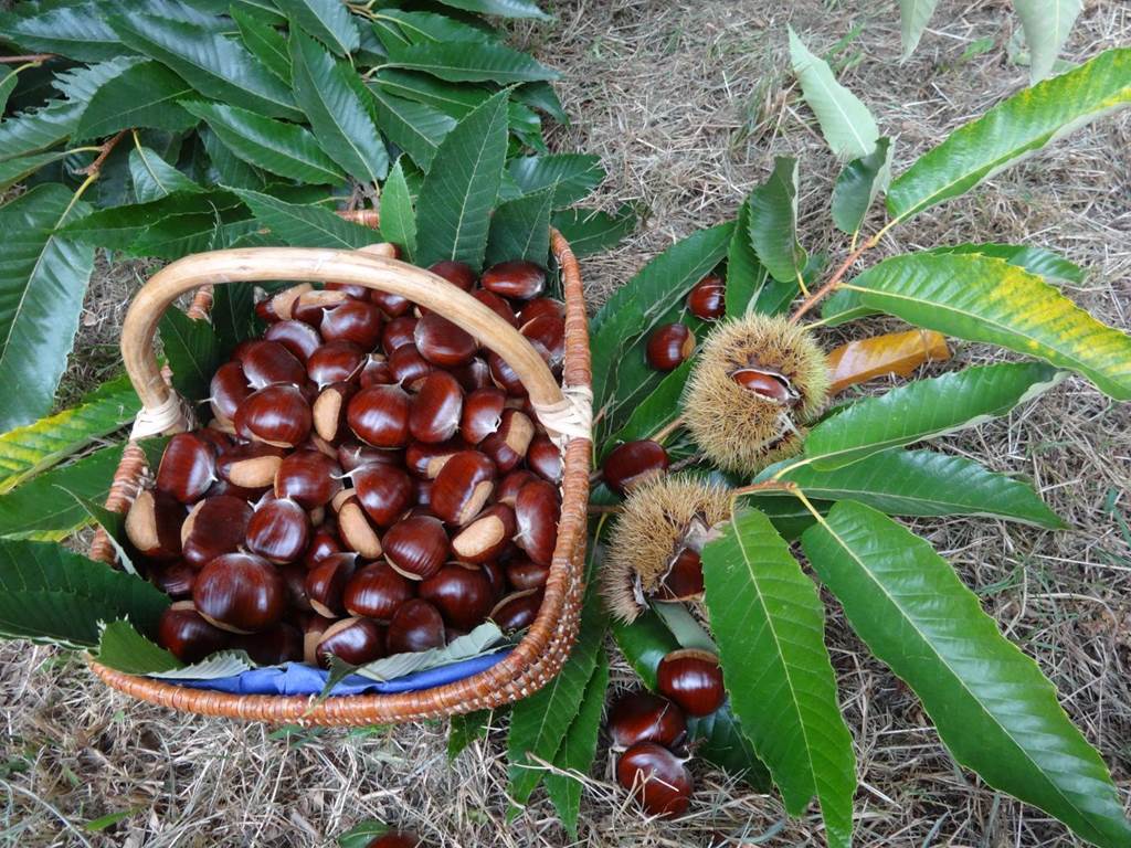 Gîte n°19G3038 "La Treille" – CONCEZE