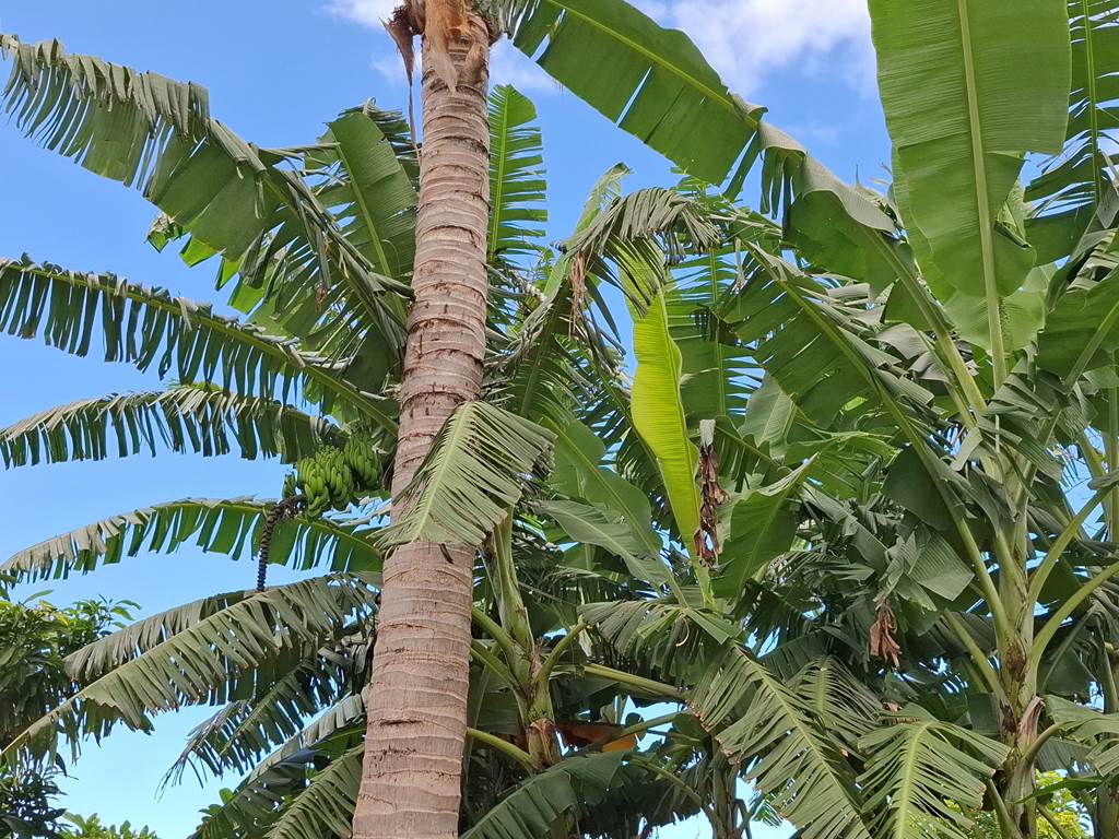 Bananier - babafigue