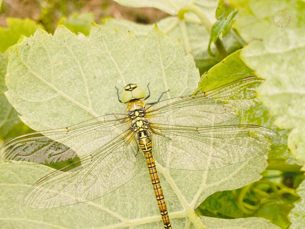 Domaine Laougué Biodiversity - Libellule