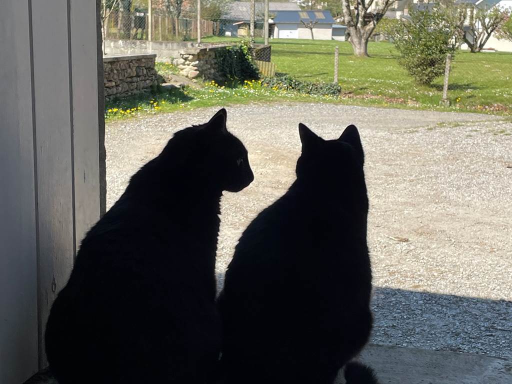 Puxi et Pepsi