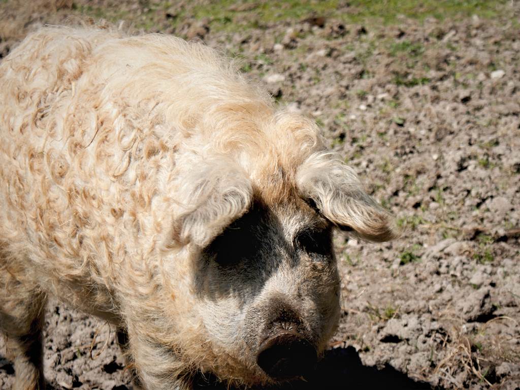 L'unique race de porcs laineux au Monde - La Terre des Mangalitza