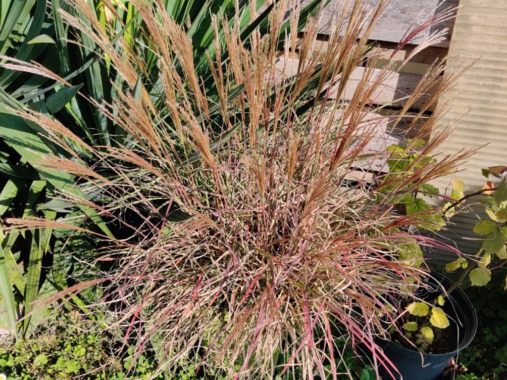 miscanthus