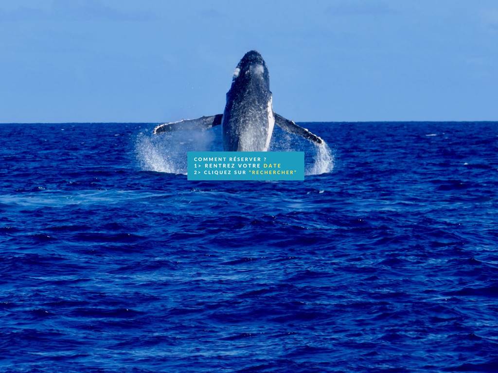 baleines dalocean RESA (1600 x 1200 px)(5)