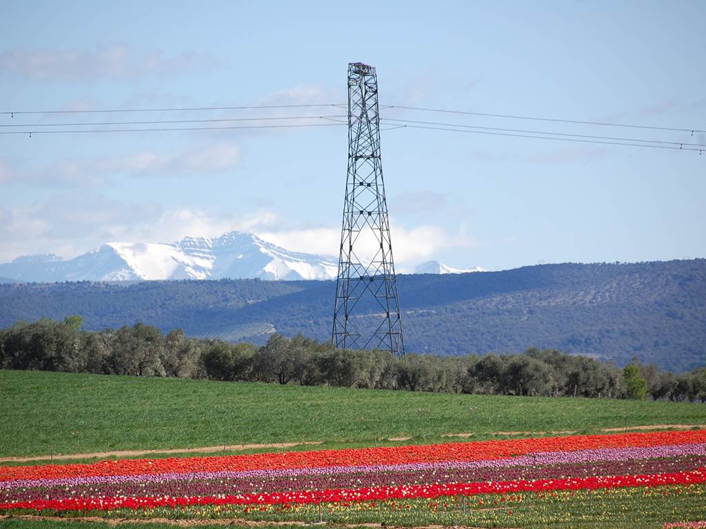 Les tulipes en Provence