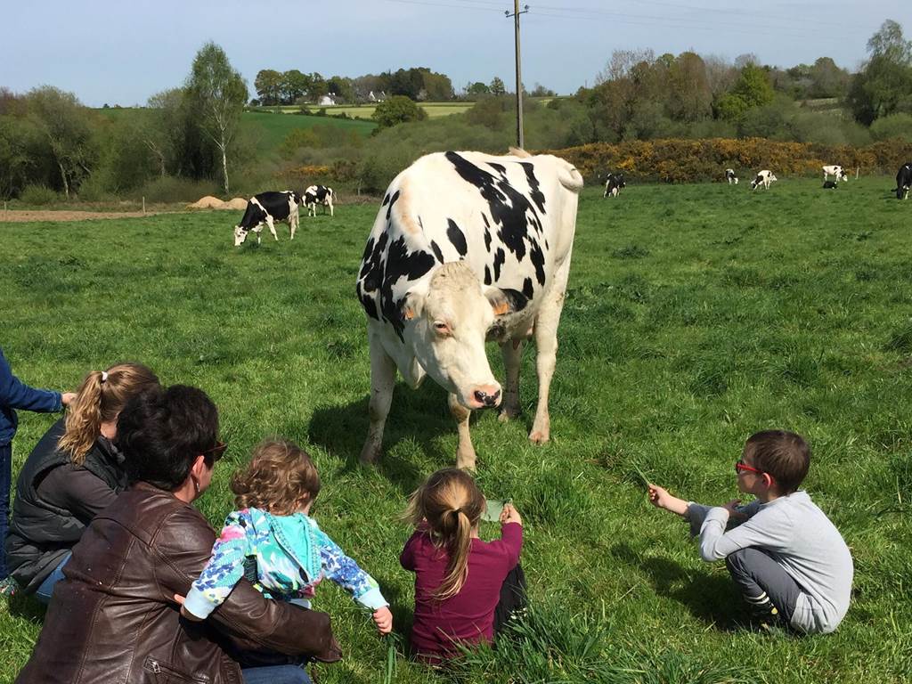 À la rencontre des vaches au champ