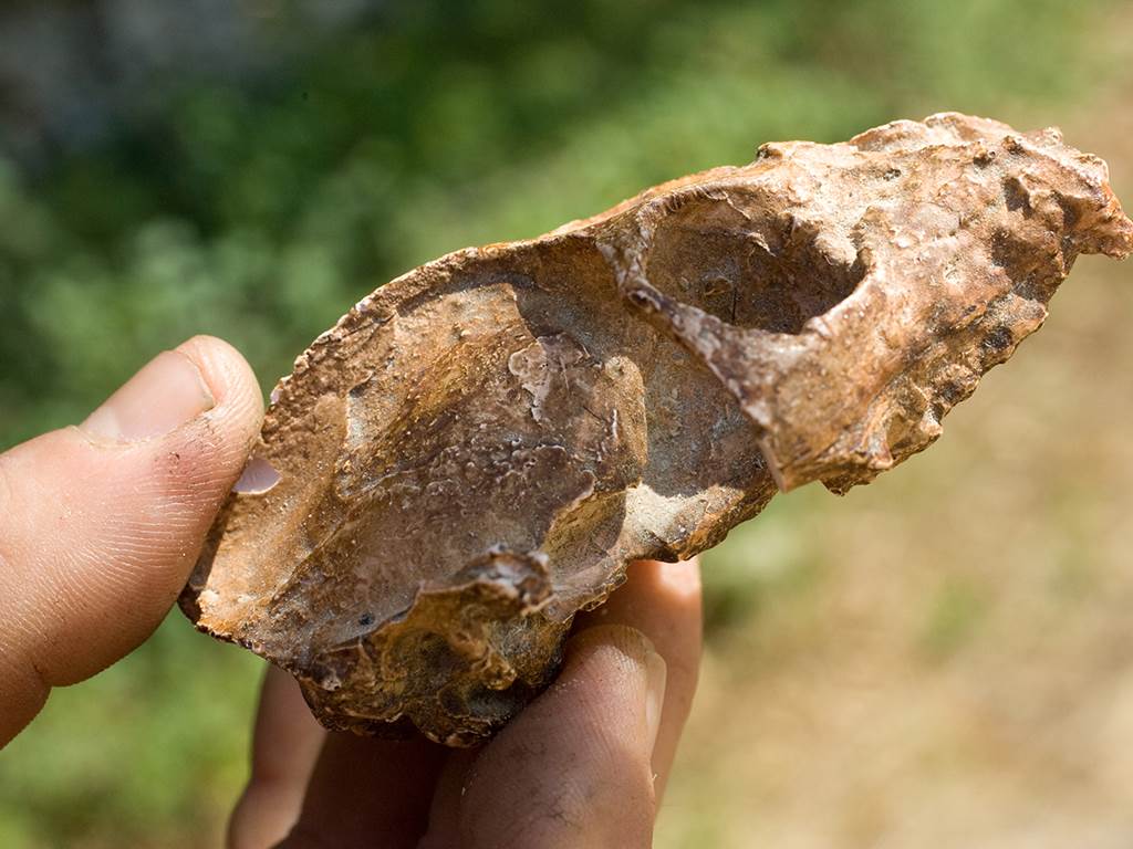 Découvrez des fossiles d'animaux... exotiques - Fossile Lémurien - O.Arsandaux Lot-tourisme PnrCQ