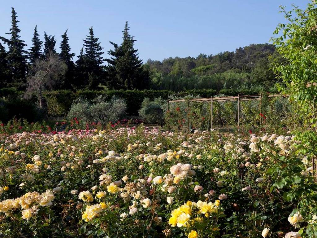 jardin-roseraie