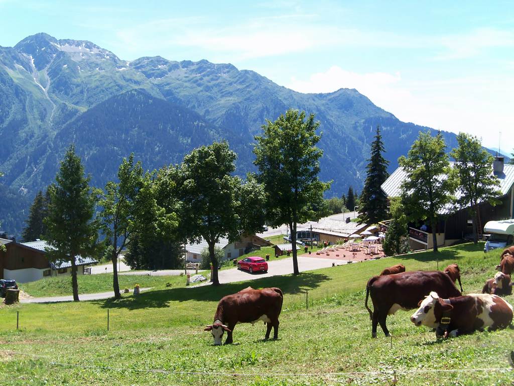 Vaches derrière le chalet en été