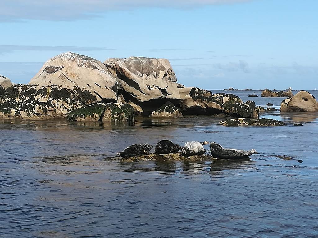 Groupe de phoques gris aux Etocs
