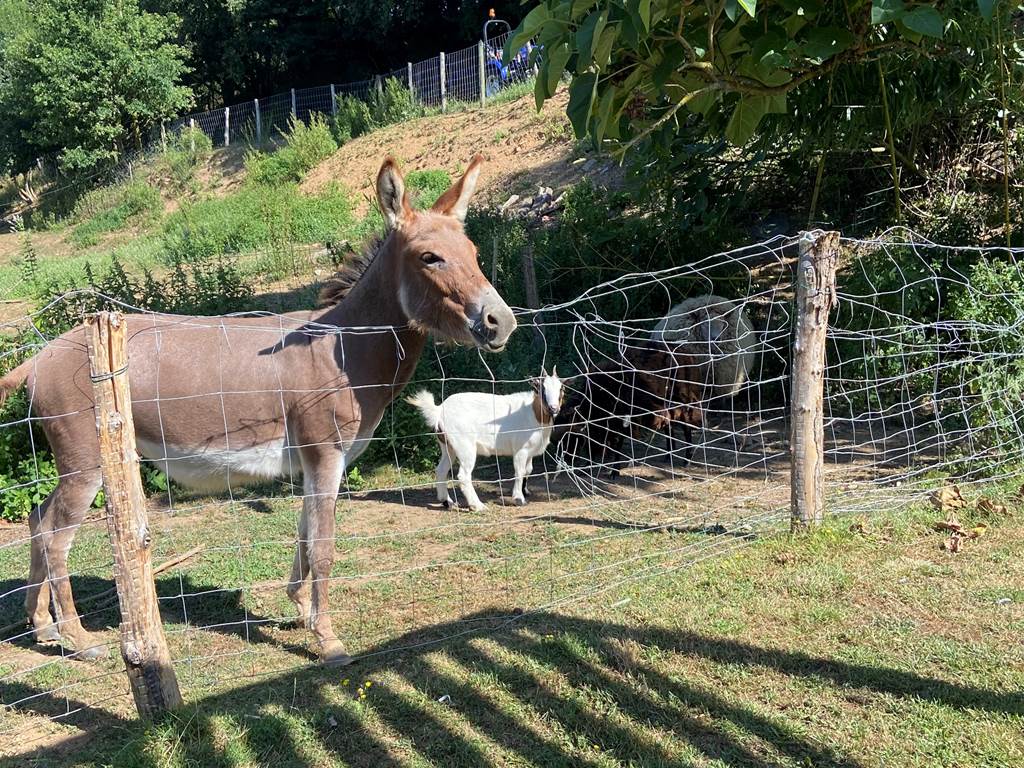 Mirabelle l'anesse et Zoé la chèvre