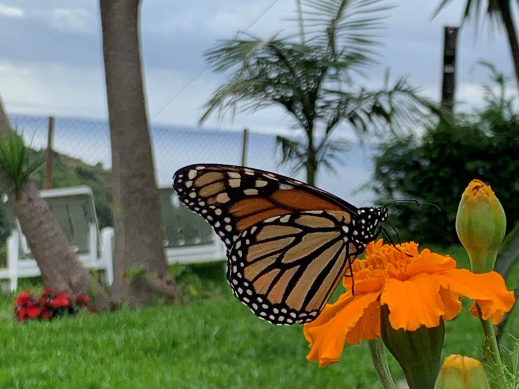 Le jardin et ces invités