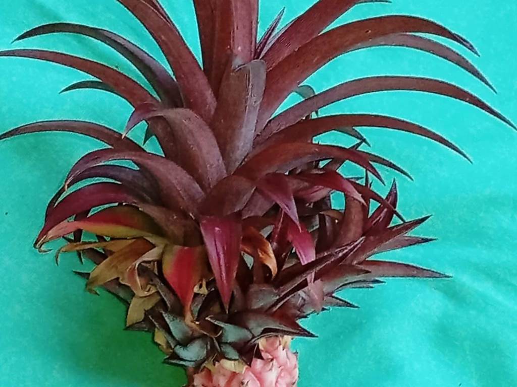 Ananas-tropique-partage-covivialite-sainte-anne-guadeloupe