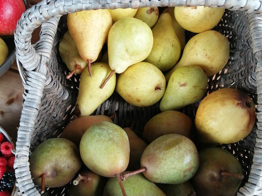 Les poires du jardin