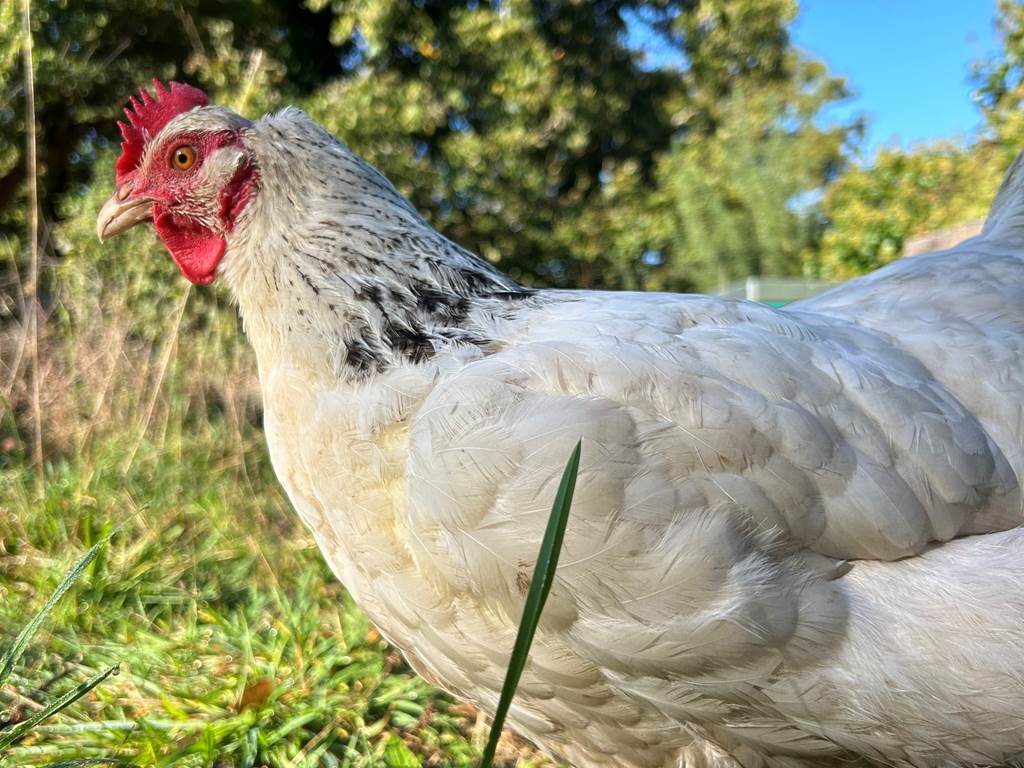 Poules