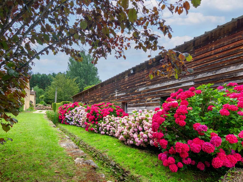 Allée d'hortensias en fleurs