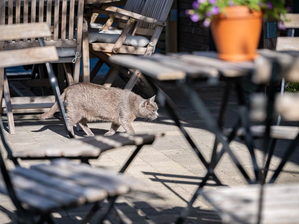 Granit, l'un de nos 3 chats