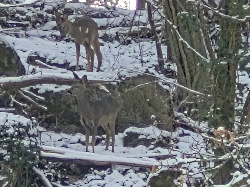 passage de chevreuils dans le bois à l'arrière du  Loft du Renard