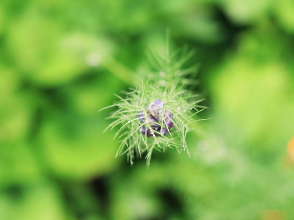 ferme bouton fleur