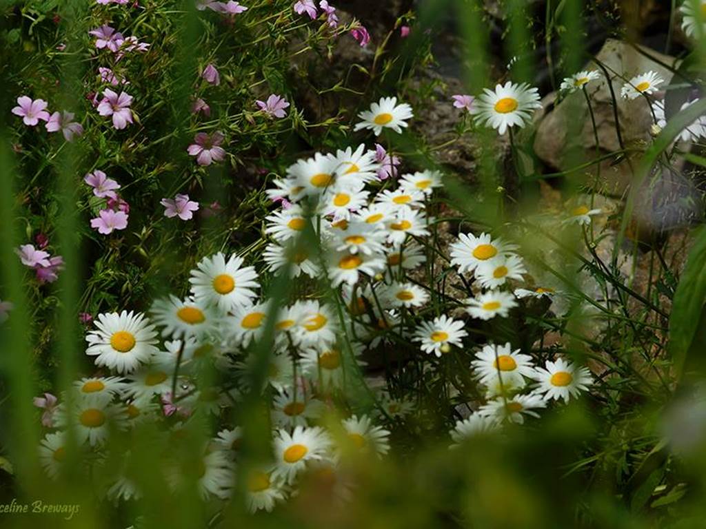 la beauté des fleurs