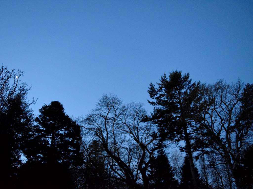silhouette d'arbre en hiver 1600 x 1200