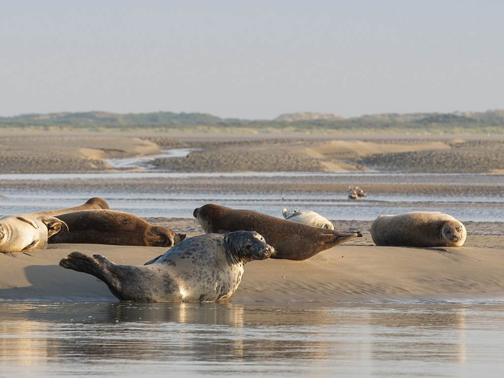 ©Service communication ville de Berck-sur-Mer