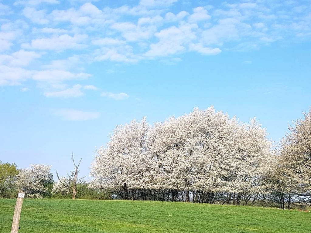 Le printemps à Lachambre