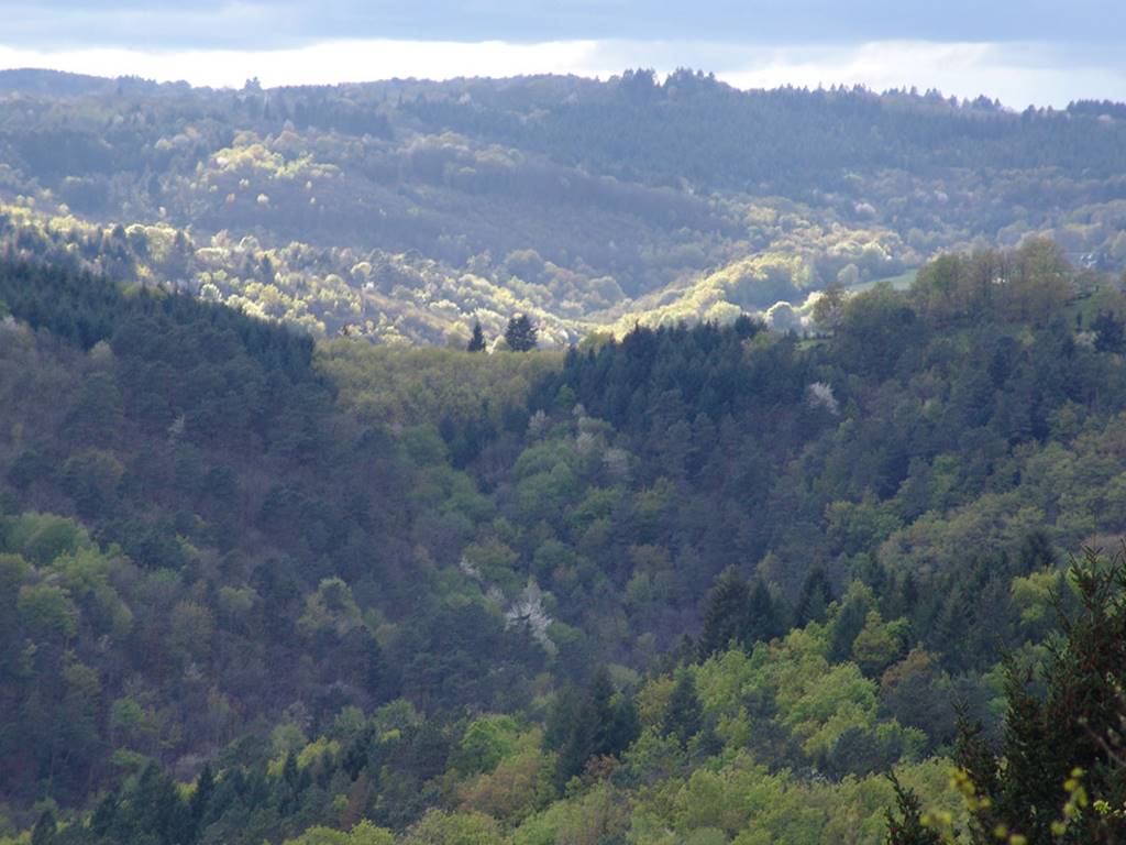 Au cœur des forêts